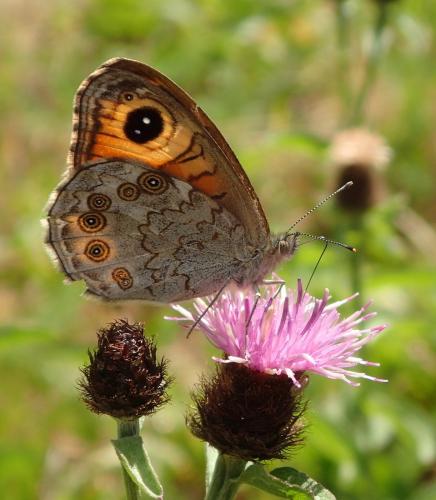 Lasiommata maera